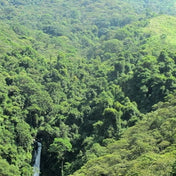 Regional Series - Colombia Nariño, Wet Processed - PLACEHOLDER