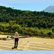 Regional Series - Mexico Chiapas, Wet Processed - PLACEHOLDER