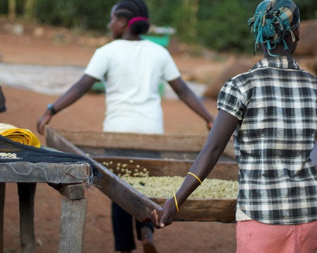 Regional Series - Ethiopia Yirgacheffe, Wet Processed - PLACEHOLDER