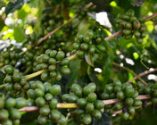 Regional Series - Ethiopia Yirgacheffe, Wet Processed - PLACEHOLDER