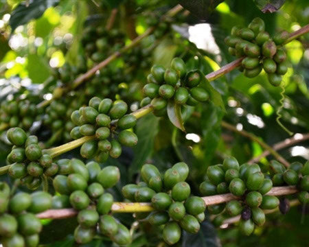 Regional Series - Ethiopia Yirgacheffe, Wet Processed - PLACEHOLDER