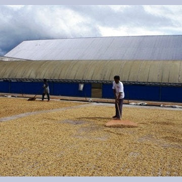 Regional Series - Indonesia Sumatra, Wet Processed - PLACEHOLDER