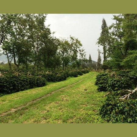 Regional Series - Indonesia Sumatra, Wet Processed - PLACEHOLDER