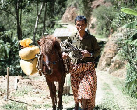 Regional Series - Indonesia Sulawesi, Wet Processed - PLACEHOLDER