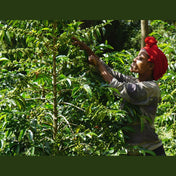 Regional Series - Ethiopia Sidamo, Wet Processed - PLACEHOLDER