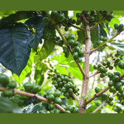 Regional Series - Kenya Kirinyaga, Wet Processed - PLACEHOLDER