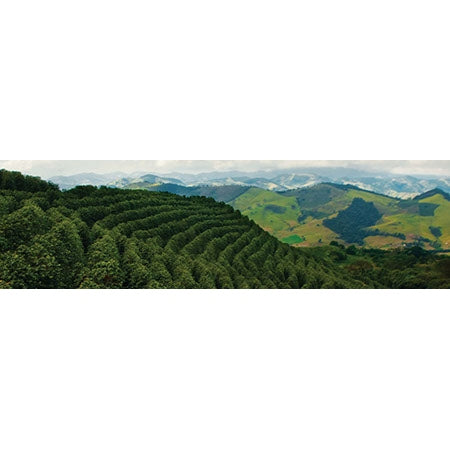 Regional Series - Brazil Minas Gerais Cerrado, Natural Processed - PLACEHOLDER