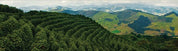 Regional Series - Brazil Minas Gerais Cerrado, Natural Processed - PLACEHOLDER