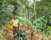 Regional Series - Colombia Nariño, Wet Processed - PLACEHOLDER