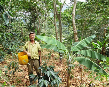 Regional Series - Colombia Nariño, Wet Processed - PLACEHOLDER