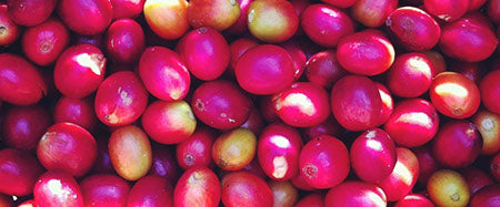 Regional Series - Colombia Huila, Wet Processed - PLACEHOLDER