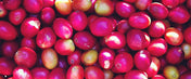 Regional Series - Colombia Huila, Wet Processed - PLACEHOLDER