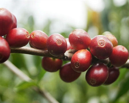 Regional Series - Guatemala Huehuetenango, Wet Processed - PLACEHOLDER