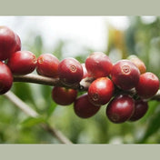 Regional Series - Guatemala Huehuetenango, Wet Processed - PLACEHOLDER