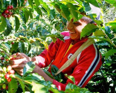 Regional Series - Guatemala Huehuetenango, Wet Processed - PLACEHOLDER