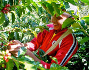 Green Coffee - Regional Series - Guatemala Huehuetenango, Wet Processed - PLACEHOLDER