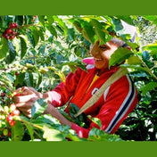 Regional Series - Guatemala Huehuetenango, Wet Processed - PLACEHOLDER