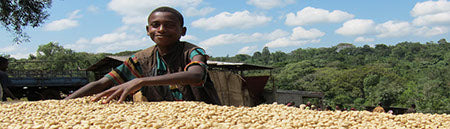 Regional Series - Ethiopia Sidamo, Natural Processed - PLACEHOLDER