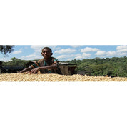 Regional Series - Ethiopia Sidamo, Natural Processed - PLACEHOLDER