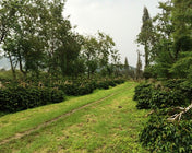 Regional Series - Indonesia Sumatra, Wet Processed - PLACEHOLDER