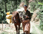 Regional Series - Indonesia Sulawesi, Wet Processed - PLACEHOLDER