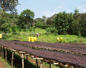 Regional Series - Ethiopia Sidama, Pulped Natural Processed - PLACEHOLDER