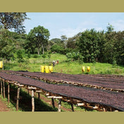 Regional Series - Ethiopia Sidama, Pulped Natural Processed - PLACEHOLDER