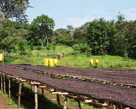 Regional Series - Ethiopia Sidama, Pulped Natural Processed - PLACEHOLDER