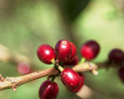 Regional Series - Ethiopia Sidama, Pulped Natural Processed - PLACEHOLDER