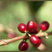 Regional Series - Ethiopia Sidama, Pulped Natural Processed - PLACEHOLDER