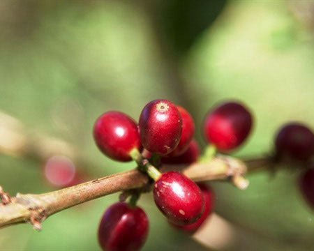 Regional Series - Ethiopia Sidama, Pulped Natural Processed - PLACEHOLDER