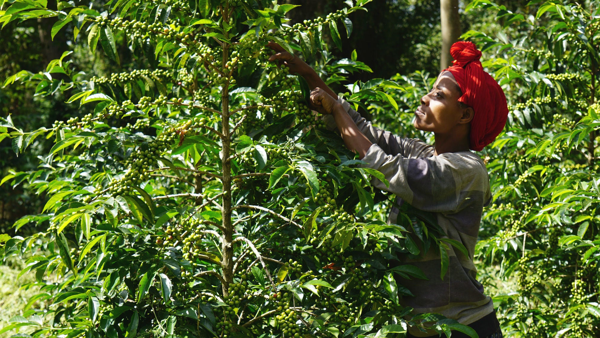 Regional Series - Ethiopia Sidamo, Wet Processed - PLACEHOLDER