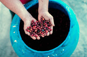 Regional Series - Costa Rica Romelia, Wet Processed - PLACEHOLDER