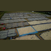 Regional Series - Indonesia Java Preanger, Wet Processed - PLACEHOLDER