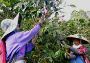 Green Coffee - Regional Series - Indonesia Java, Wet Processed - PLACEHOLDER