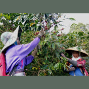 Regional Series - Indonesia Java Preanger, Wet Processed - PLACEHOLDER