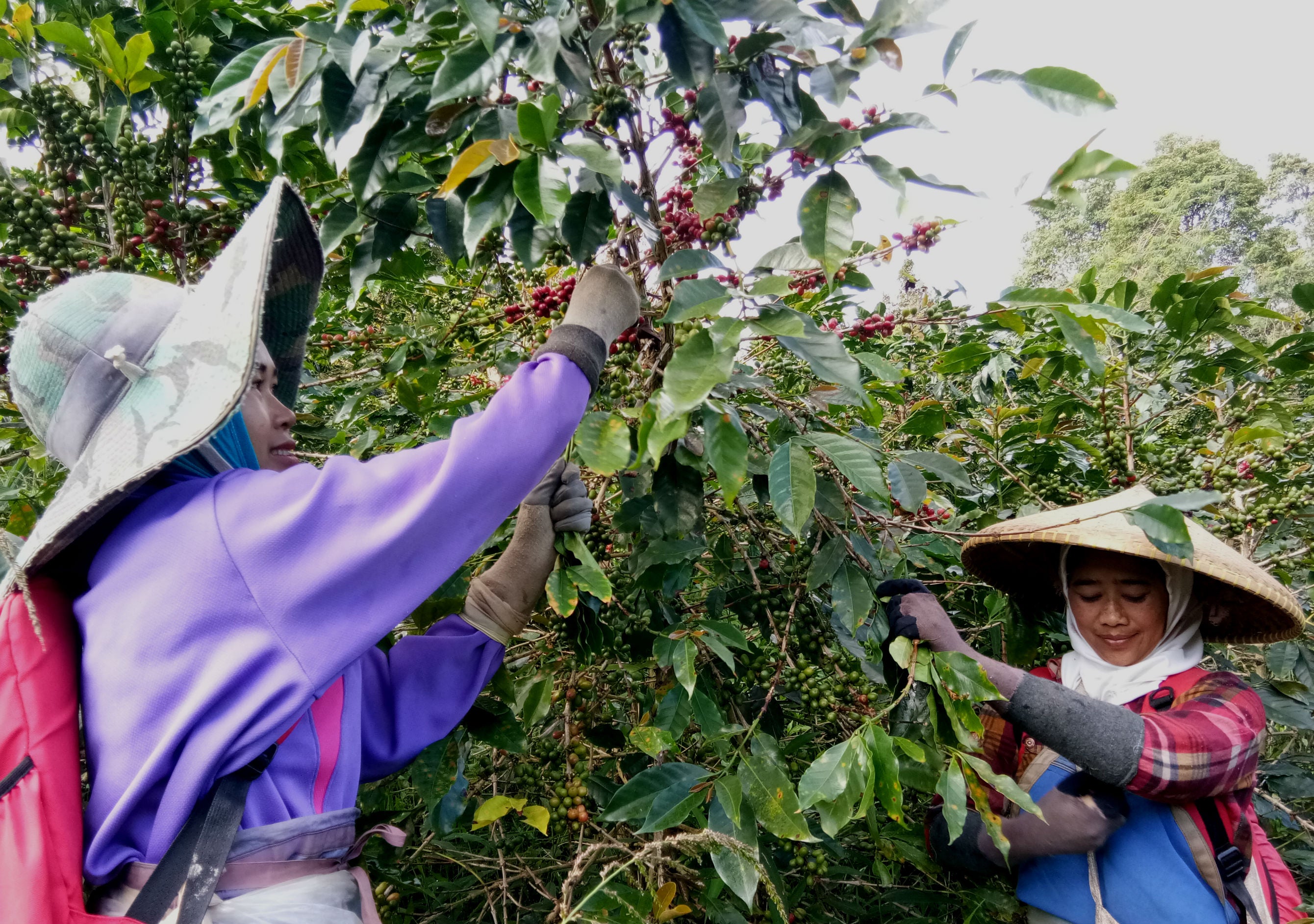 Green Coffee - Regional Series - Indonesia Java, Wet Processed - PLACEHOLDER