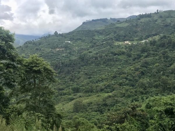 Single-Origin Reserve Series - Colombia Finca Palmichal, Wet Processed - PLACEHOLDER