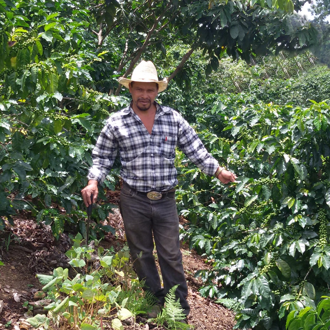 Regional Series - Honduras Reserva Pacavita SHG EP 2025, Wet Processed - PLACEHOLDER