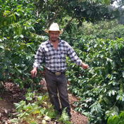 Regional Series - Honduras Reserva Pacavita SHG EP 2025, Wet Processed - PLACEHOLDER