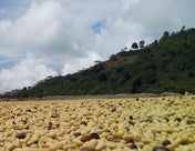 Green Coffee - Regional Series - Colombia Popayan, Wet Processed - PLACEHOLDER