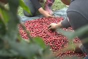 Green Coffee - Regional Series - Mexico Altura HG EP, Wet Processed - PLACEHOLDER