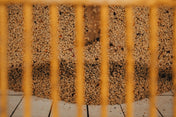 Green Coffee - Regional Series - Mexico Altura HG EP, Wet Processed - PLACEHOLDER