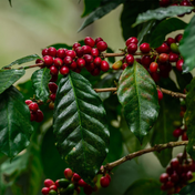 Single-Origin Reserve Series - Honduras Finca La Valentina, Natural Processed - PLACEHOLDER