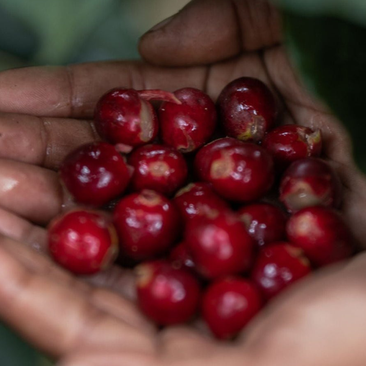 Regional Series - Guatemala Huehuetenango Xuj Kape, Wet Processed - PLACEHOLDER