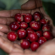 Regional Series - Guatemala Huehuetenango Xuj Kape, Wet Processed - PLACEHOLDER