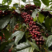 Regional Series - Mexico Veracruz La Laja Washed, Wet Processed - PLACEHOLDER