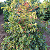 Green Coffee - Single-Origin Reserve Series - Zambia Lupili, Wet Processed - PLACEHOLDER
