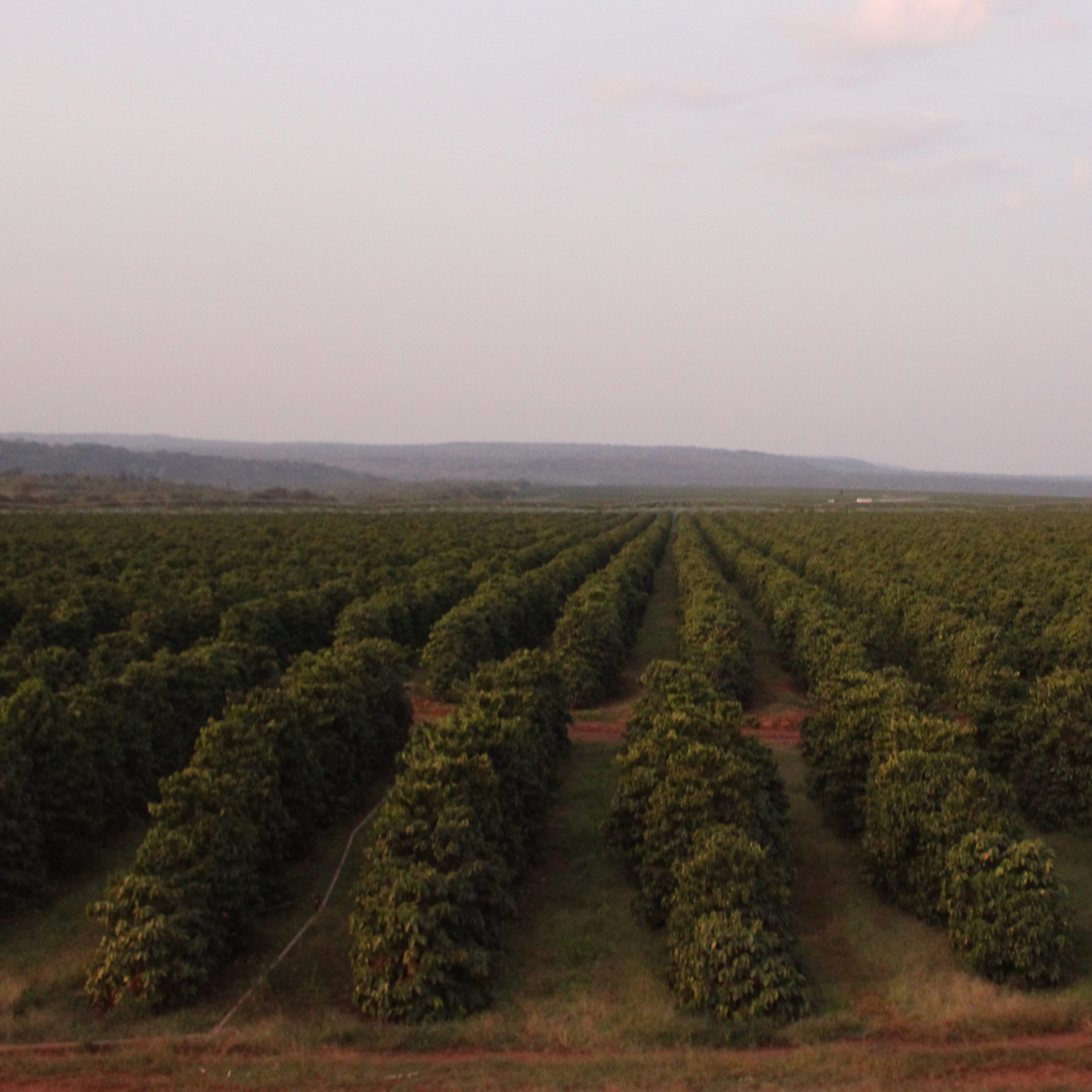 Green Coffee - Single-Origin Reserve Series - Zambia Lupili, Wet Processed - PLACEHOLDER
