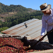 Green Coffee - Single-Origin Reserve Series - Honduras Ana Suyapa, Wet Processed - PLACEHOLDER